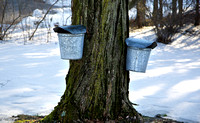 Maple sugar buckets