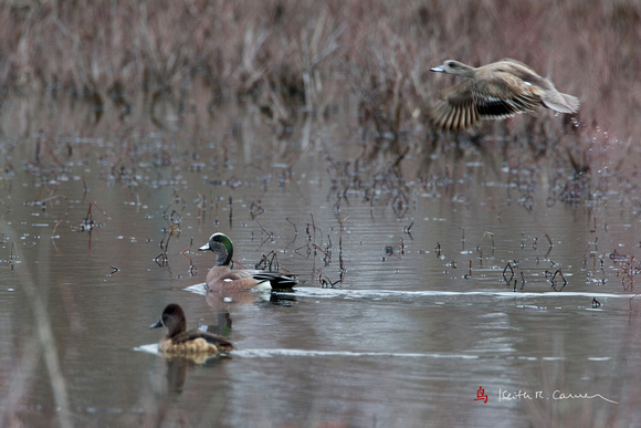 American Wigeon (drake, in water); Ring-necked Duck (hen, in water)