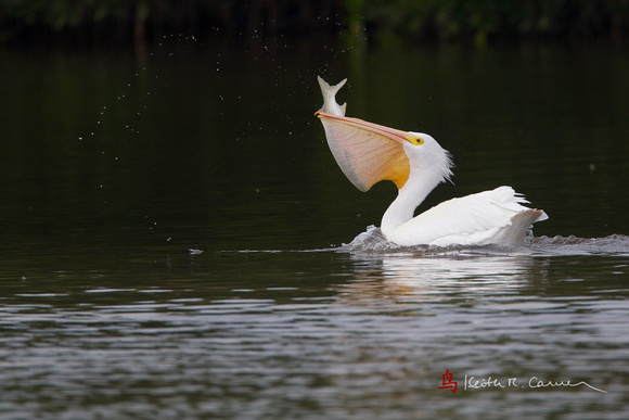 American White Pelican, swallowing snook
