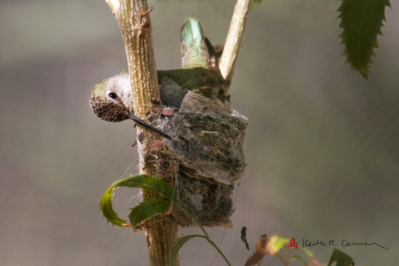 Costa's Hummingbird, female