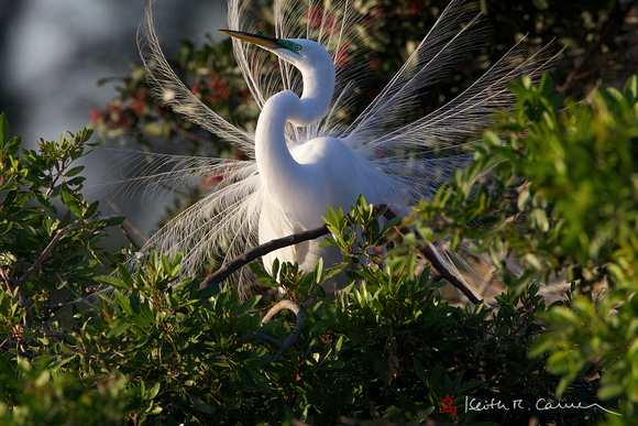 Great Egret, breeding plumage