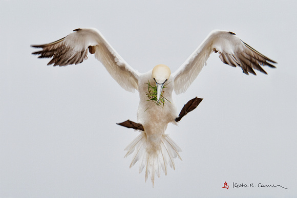 Northern Gannet bringing nesting material