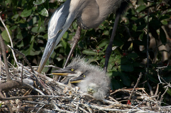 Great Blue Heron with chicks