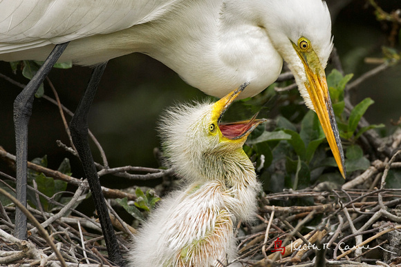 Great Egret with begging nestling