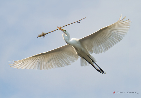 Great Egret ferrying stick to nest