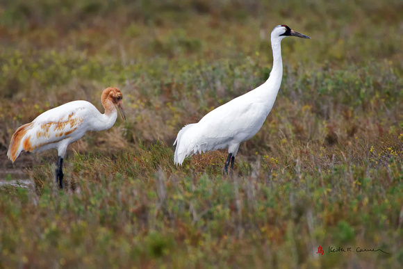 Whooping Crane with juvenile