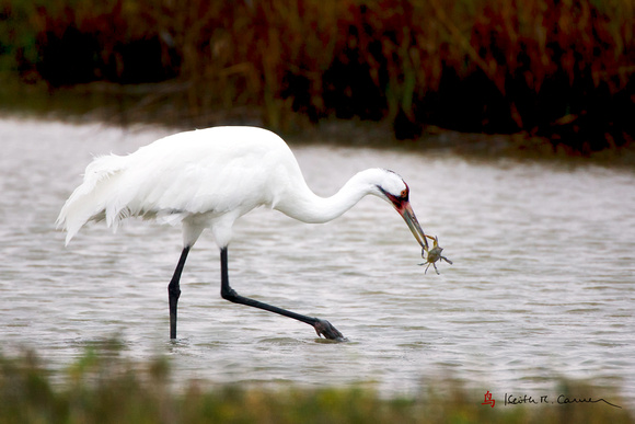 Whooping Crane with blue crab