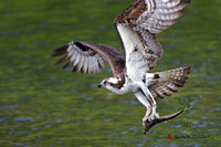 Osprey with alewife