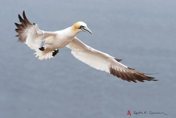 Northern Gannet incoming