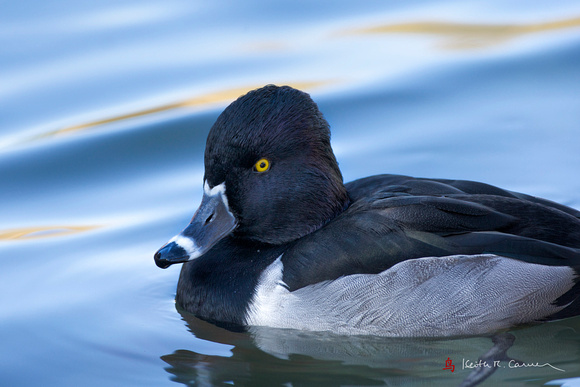 Ring-necked Duck, drake