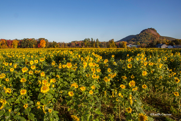 Sunflowers and Sugarloaf