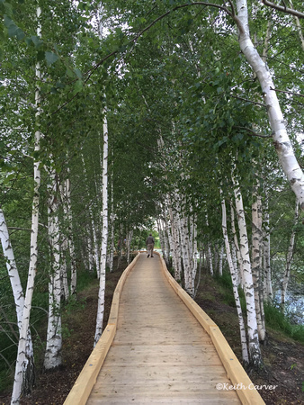A pathway through the birches