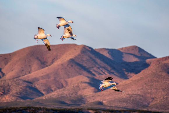 Snow geese landing at the Bosque