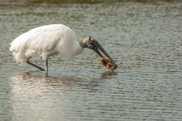 Wood Stork with Sculpin