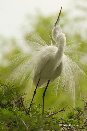 Great Egret, plumage display