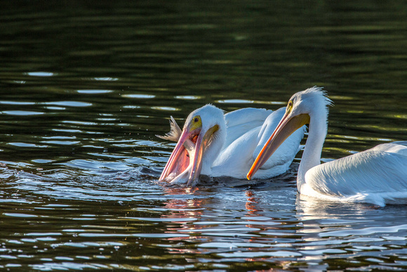 American White Pelicans with Snook