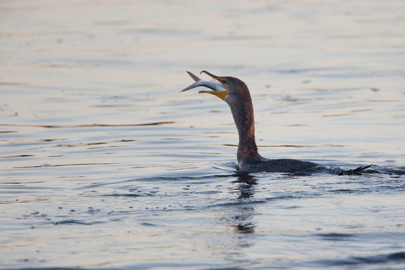 Double-crested Cormorant swallowing Sea Trout