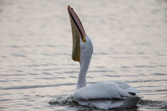 American White Pelican swallowing sea trout