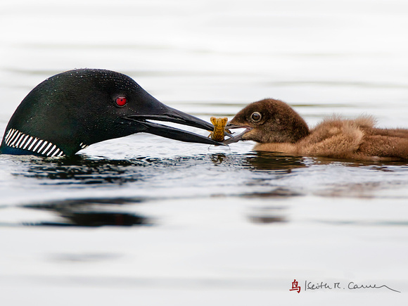 Common Loon feeding Crayfish to chick