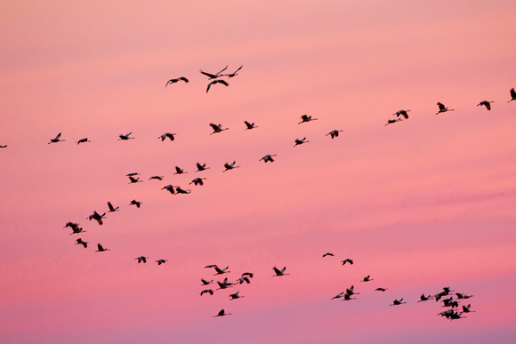 Skeins of Sandhill cranes on pink skies