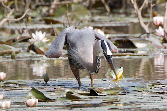 Great Blue Heron with Sunfish