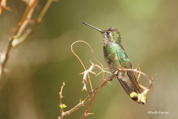 Magnificent Hummingbird, immature male