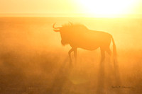 Young wildebeest in dust and morning light