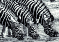 Zebras drinking at an Etosha waterhole