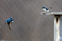 Tree swallows in turf squabble