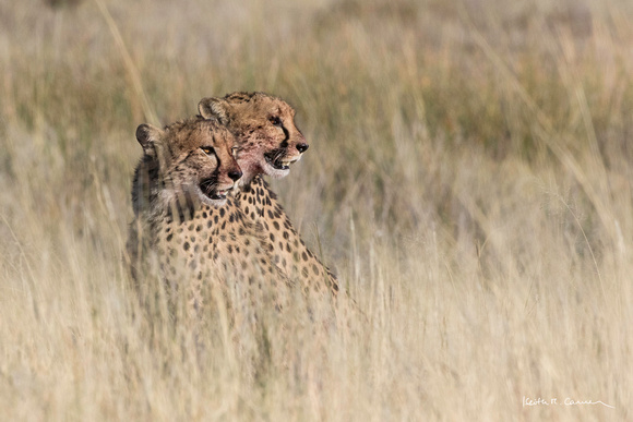 Two young cheetahs looking right