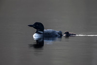 Loon chick