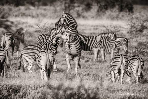 Fighting zebras