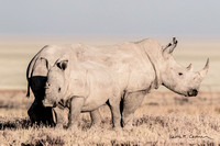 White rhino with youngster