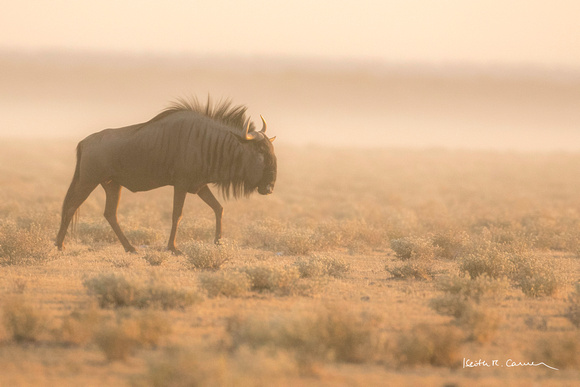 Wildebeest in a dust storm