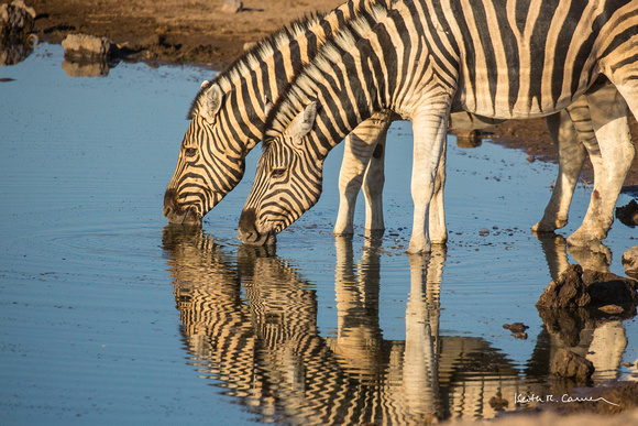 Zebras and waterhole reflections