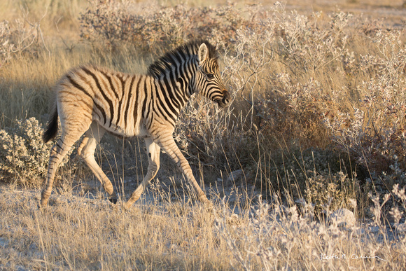 Young zebra in the bush