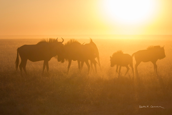 Wildebeest family in dust and morning light