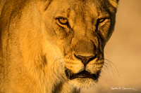 Closeup of a lioness