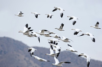 Snow geese climbing to flight altitude