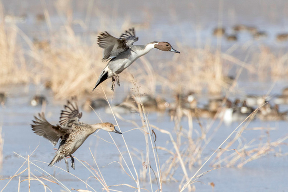 Northern pintails