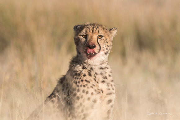 Young cheetah licking its chops