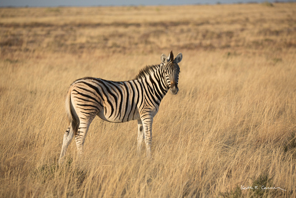 Adult zebra in the veldt