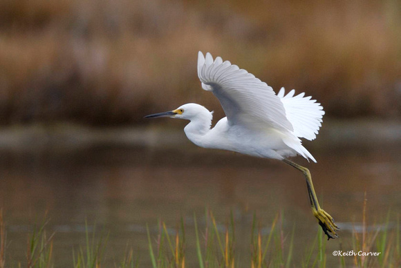 Snowy egret flight