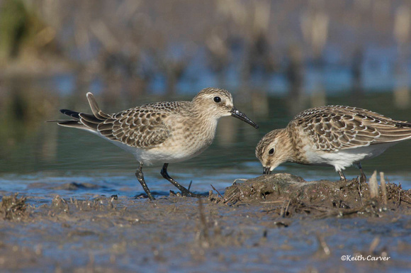 pair of Baird's sandpipers