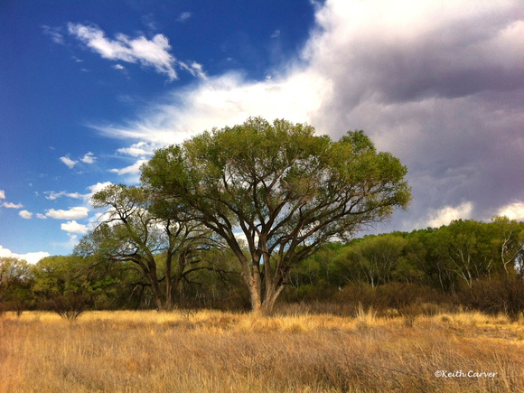 Cottonwood tree at San Pedro River, Hereford, Arizona