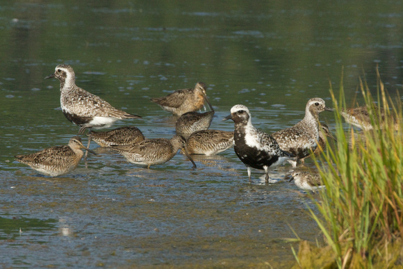 Black-bellied Plovers and Short-billed Dowitchers