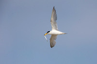 Least Tern with sandlance
