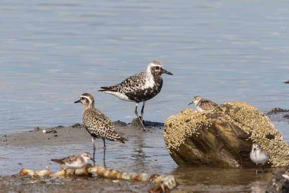 American golden-plover (L) and Black-bellied plover (R), Pine Point, August 2017