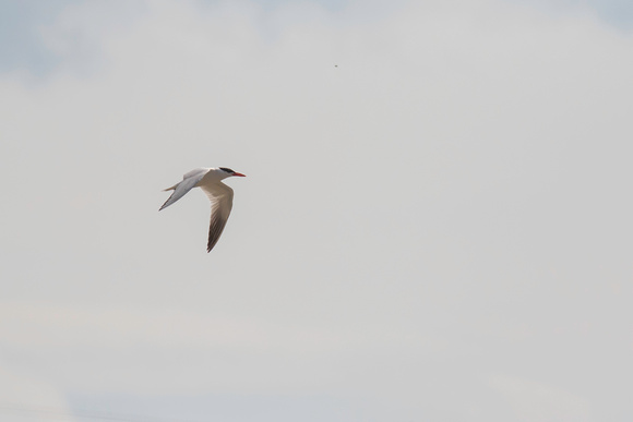 Caspian tern, flight shot, Hills Beach, August 2017