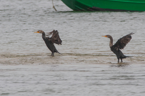 Double-crested cormorants, Pine Point, August 2017